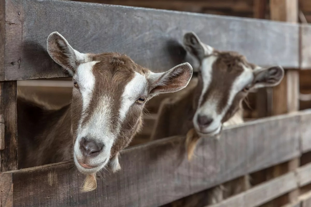 Ярославские тоггенбурги: уникальную для РФ породу коз стали выращивать агрохолдинги