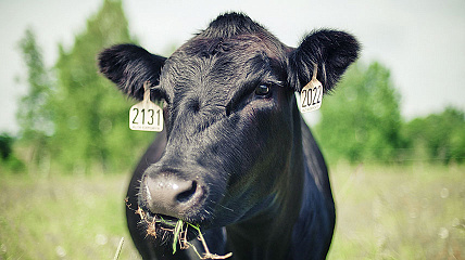 Селекция вида