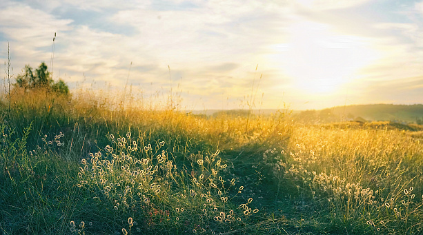 Натуральные удобрения